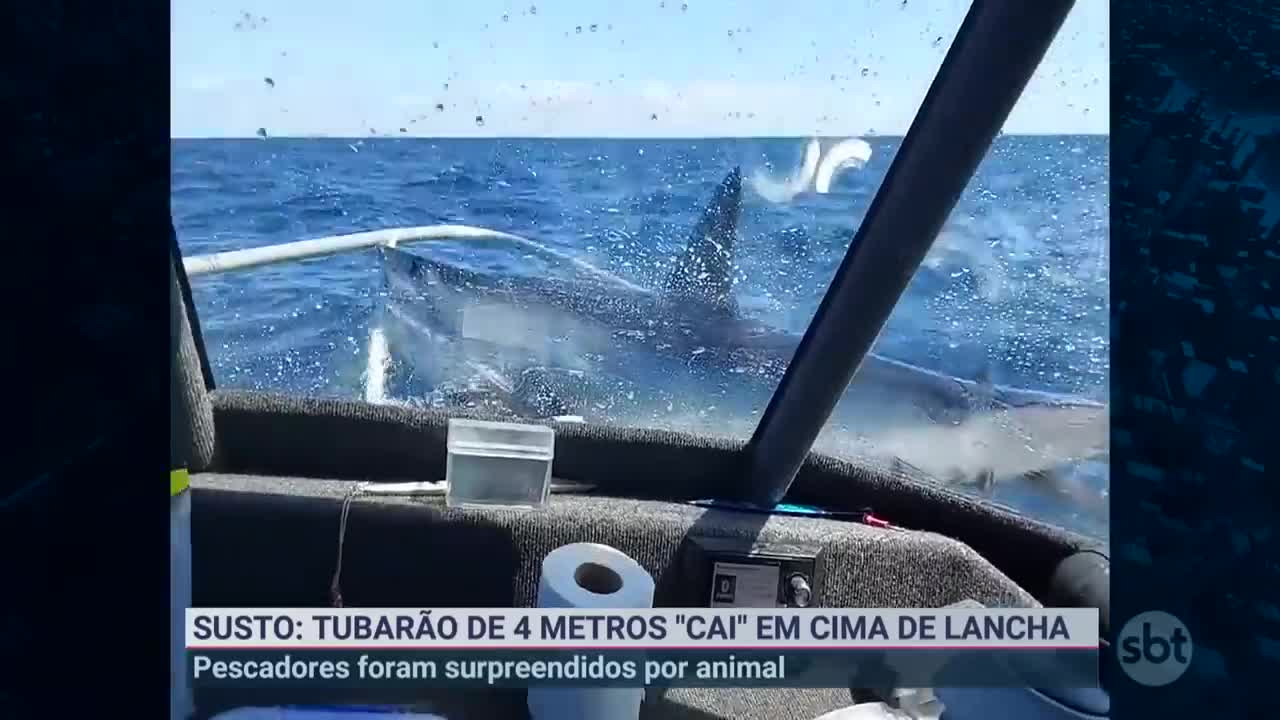 Tubarão cai em cima de lancha e assusta pescadores