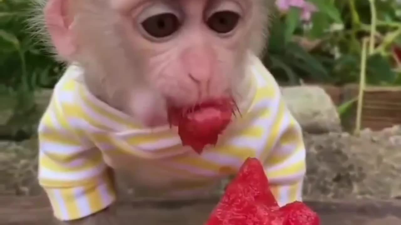 cute Monkey Eating a WaterMelon 🐵😊