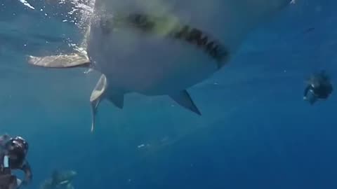 Wildlife