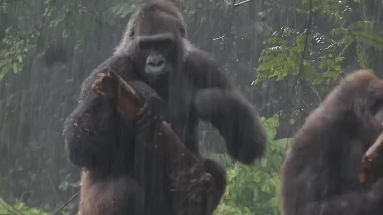 Huge Gorilla's Taking shower Together. Rain and Funny Gorillas.