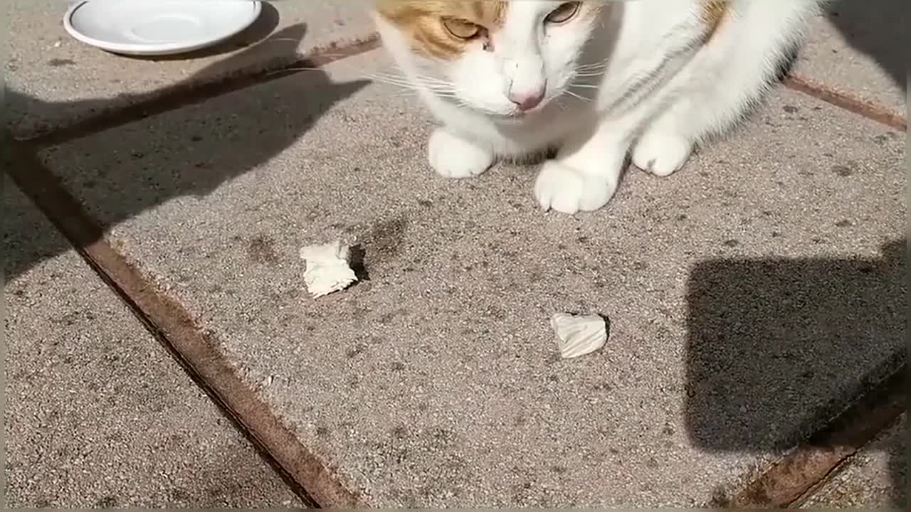 Cats Eating Chicken