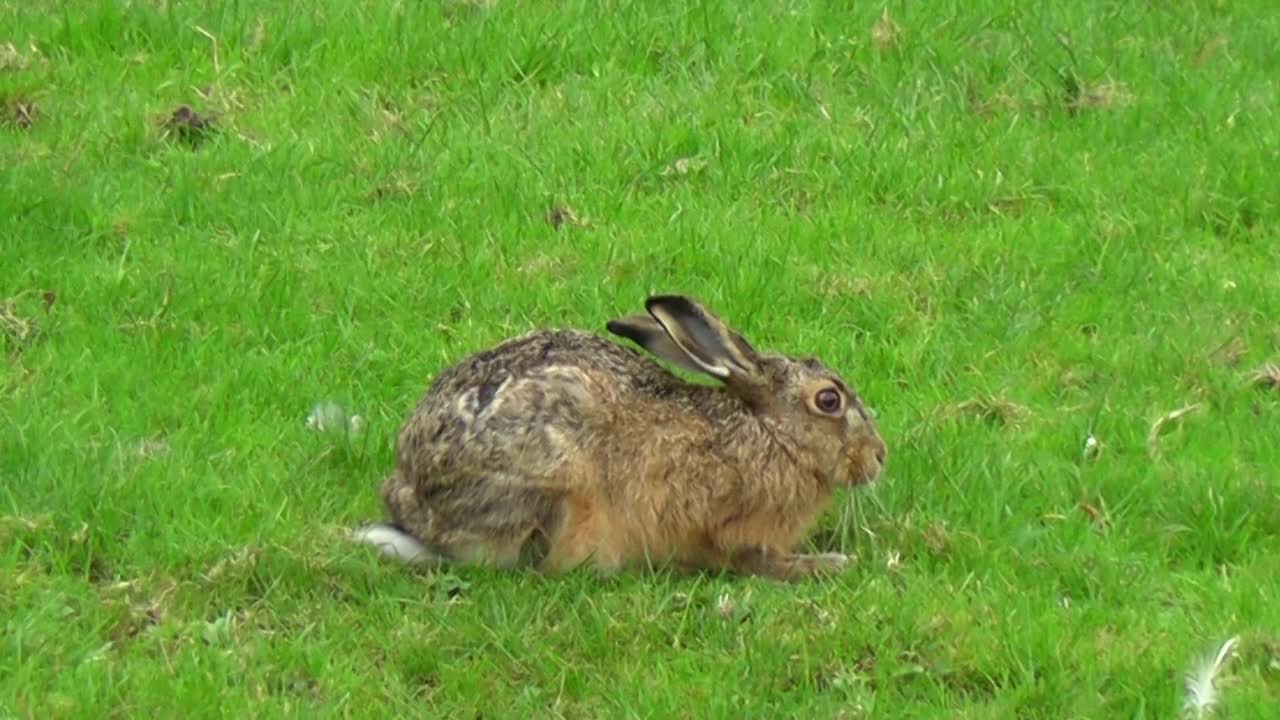 Hare Rodent Animal Mammal Ear Fur Snout Whisker