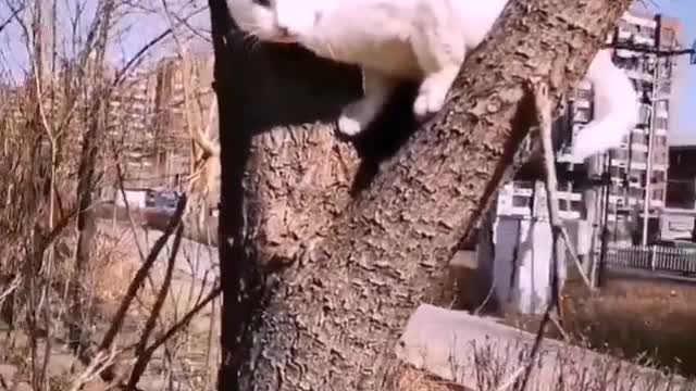 Daily life of big white cat