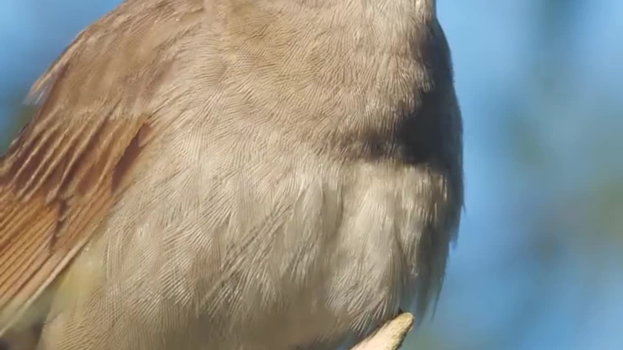 Nightingale singing and chirping, beautiful bird sounds