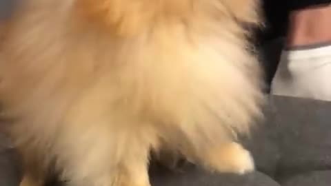 Pomeranian dog has the most hilarious sneeze #cat #cute #kitten