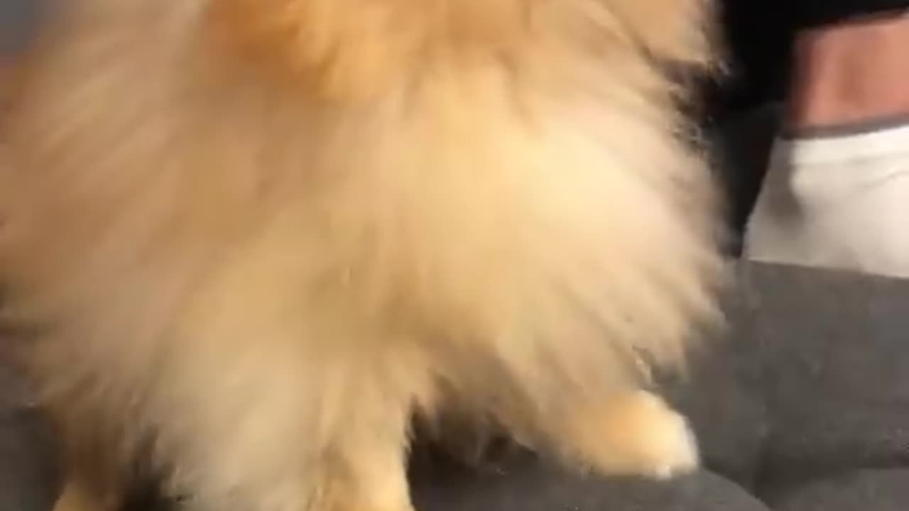 Pomeranian dog has the most hilarious sneeze #cat #cute #kitten