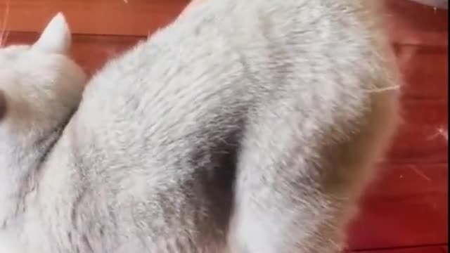 Fish Attacks the Cat