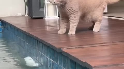 cute a cats