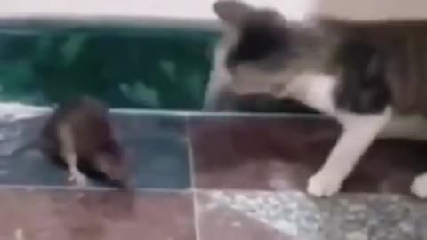 Fanny cat 🐈