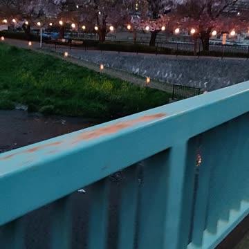 Japan, Saitama, Asakadai, Sakura Blossom 2021.