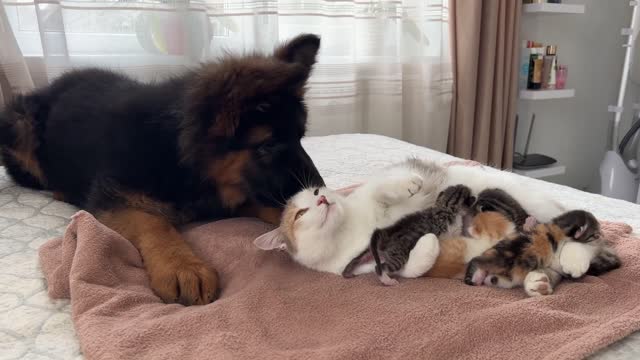 German Shepherd Puppy Meets Mom Cat with Newborn Kittens for the First Time