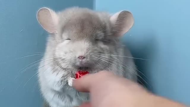 Little chinchilla also needs to be served like a child... Cute pet chinchilla