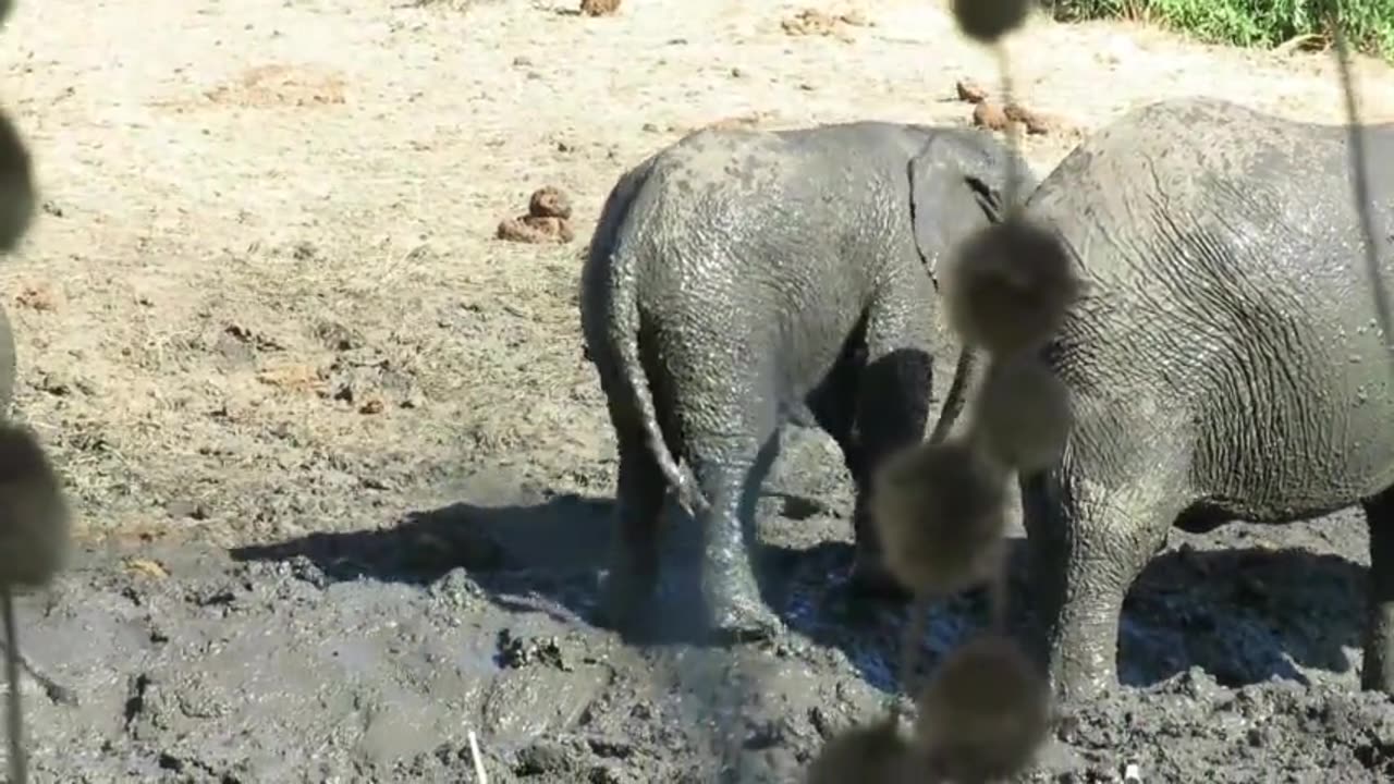 baby elephant