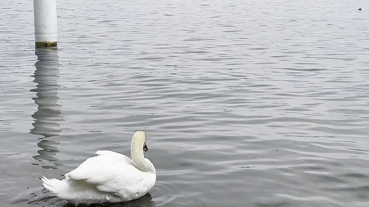 Would you like to see a beautiful swan in the beautiful river Lucerne?