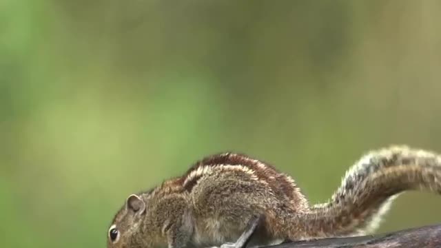 Squirrel 🐿️ moments