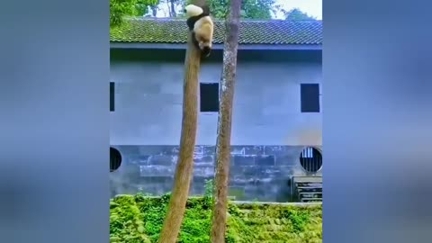 #funnyanimal #funny #panda #funnyanimal #animal funny panda !!!!cute animals 😂 😂 😂funny videos