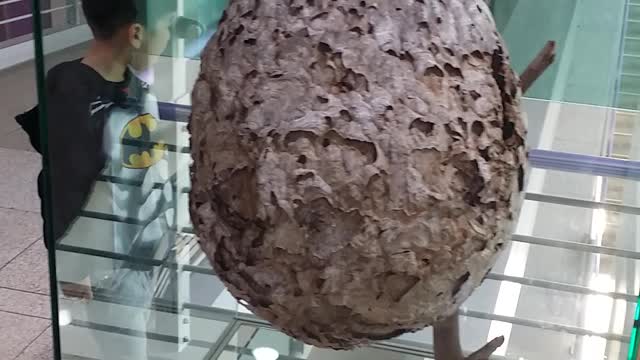 Giant Bee Hive