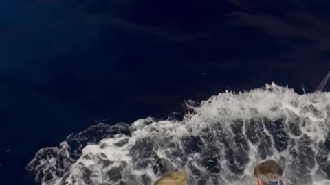 Catching a Giant Black Marlin