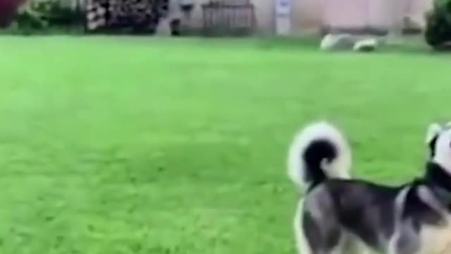 Funny animals