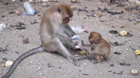 Monkey Family Eating Peanuts in Thailand Park