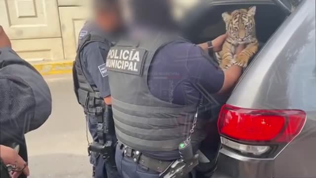 STRIPE ME: Traffic Cops Find Live Tiger In Couple's Car Boot