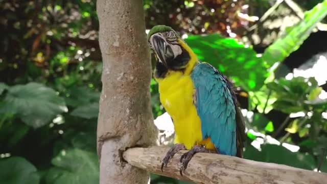 Top 10 pictures of the most beautiful bird in the world and parrot