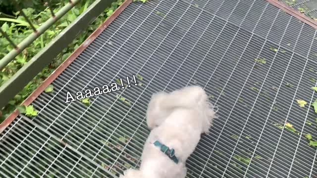 Cute puppy is SCARED to death