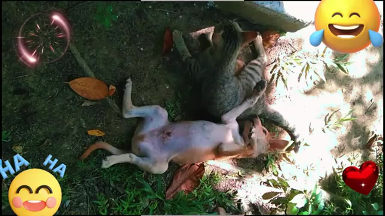 Best Funny Animal Videos 😂 Funny Pets Zone 😂 Funniest Cats and Dogs Videos 2024 😹🐶