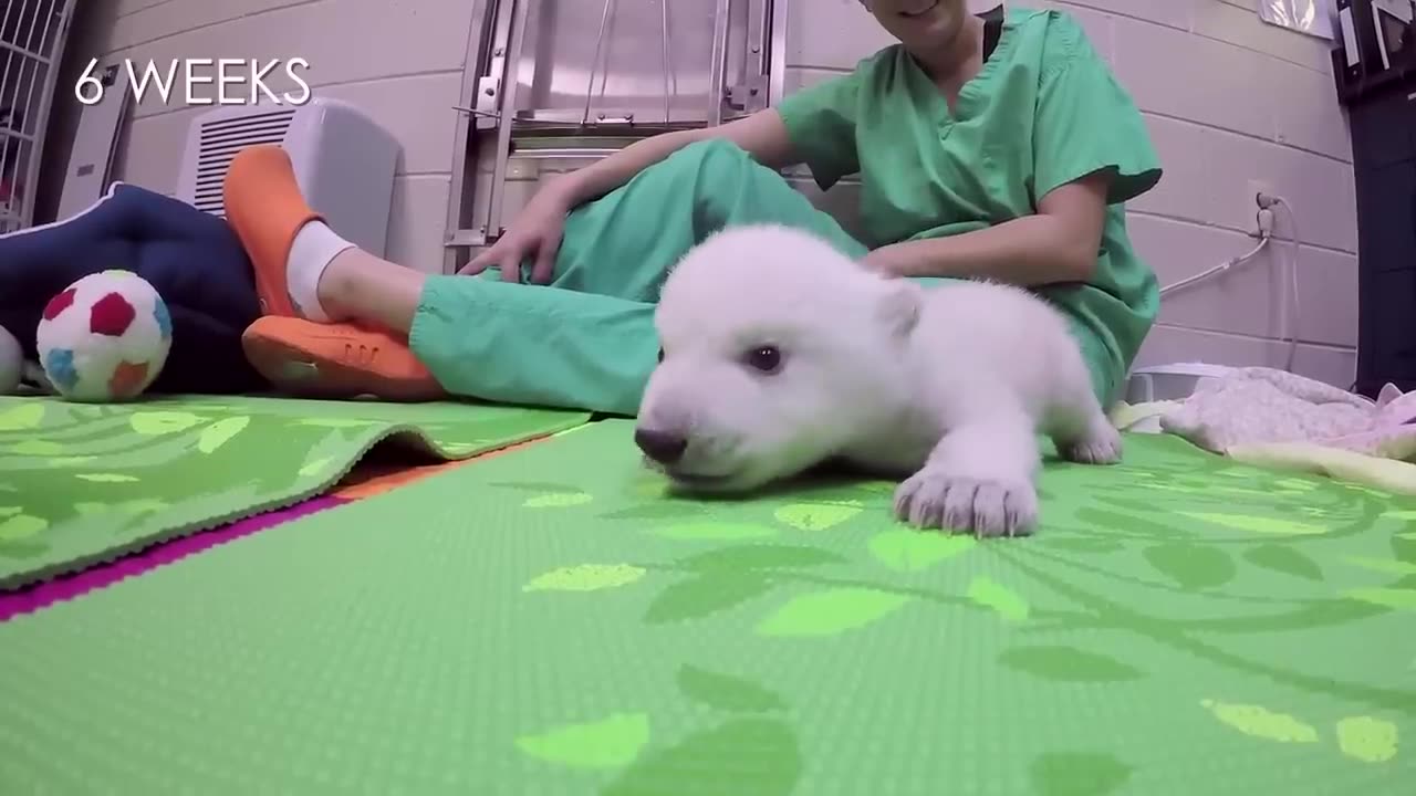 The polar bear cub was growing up - Cute animal videos