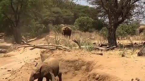 Jumping Elephant