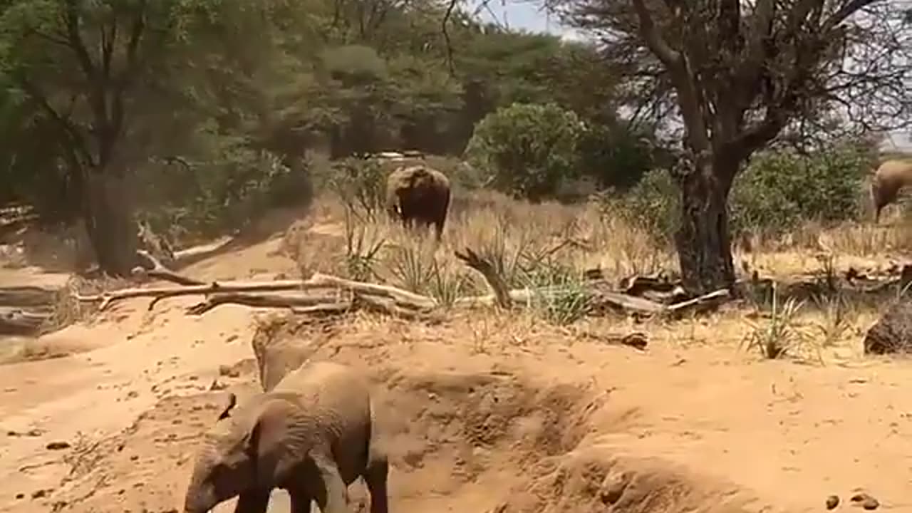 Jumping Elephant