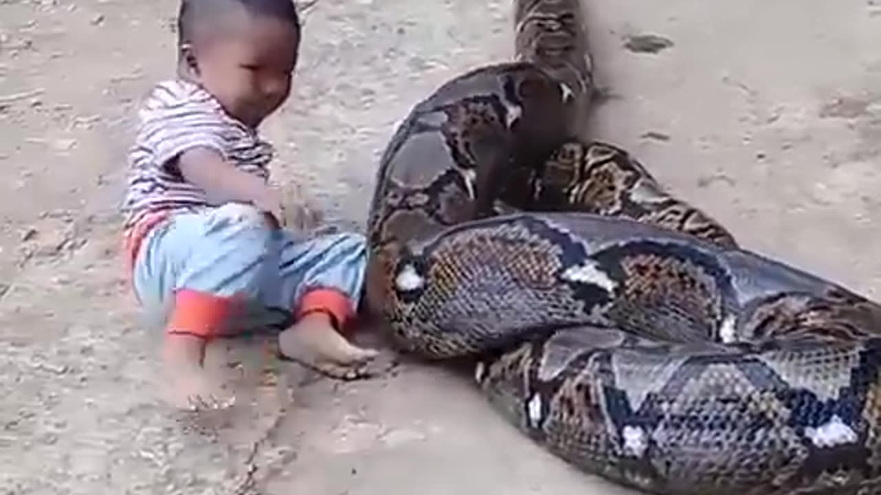 Snake Viral Video 😳 🐍