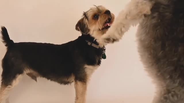 Cute dogs dancing video