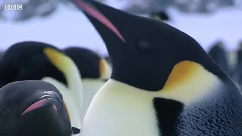 Emperor Penguins Fight Over Mate BBC Earth