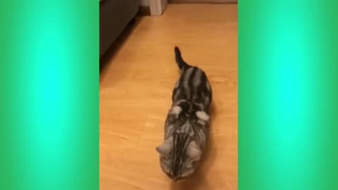 The Best Funny Cat Videos Of The 2023 - Funny Cats Compilation #29