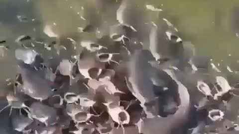 This is a beautiful and charming water-dwelling species