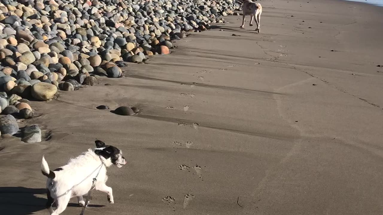 Rigatoni and Ollie back at the beach