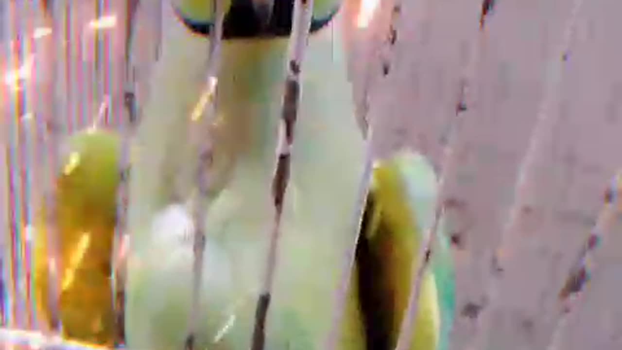 Talking Parrot Greeting Baby Parrot