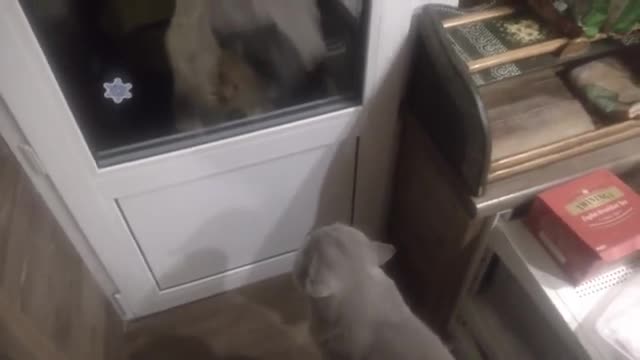 Kitty Sees Neighbor Cat Nemesis At Front Door, Meows The House Down