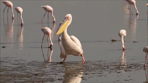 Great white pelican, Lake Nakuru, Kenya Oct 2022