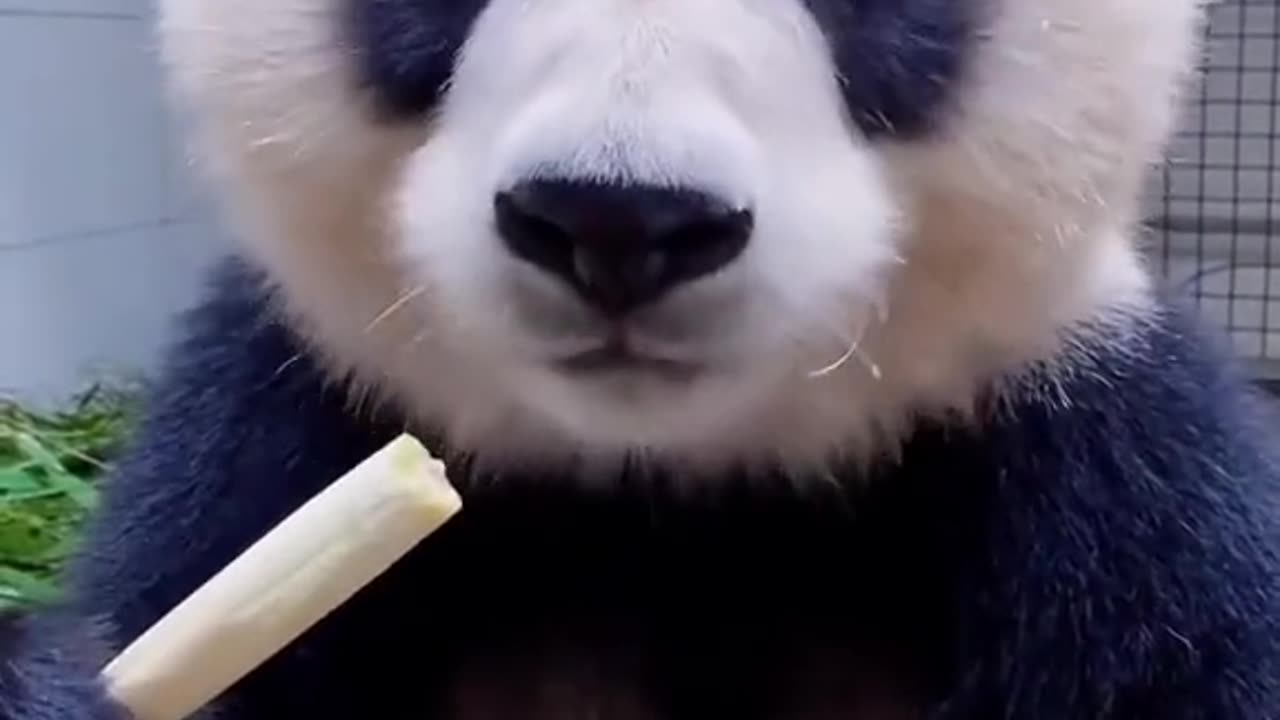 Adorable Panda Playtime: Heartwarming Moments of Playful Pandas | ZooZest