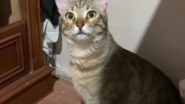 funny cat