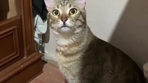 funny cat