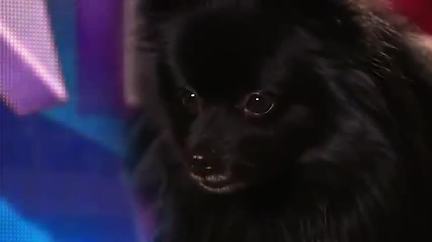 Emotional Magic Dog Acts That Made Simon Cowell Cry 😢 [and other dog magicians]