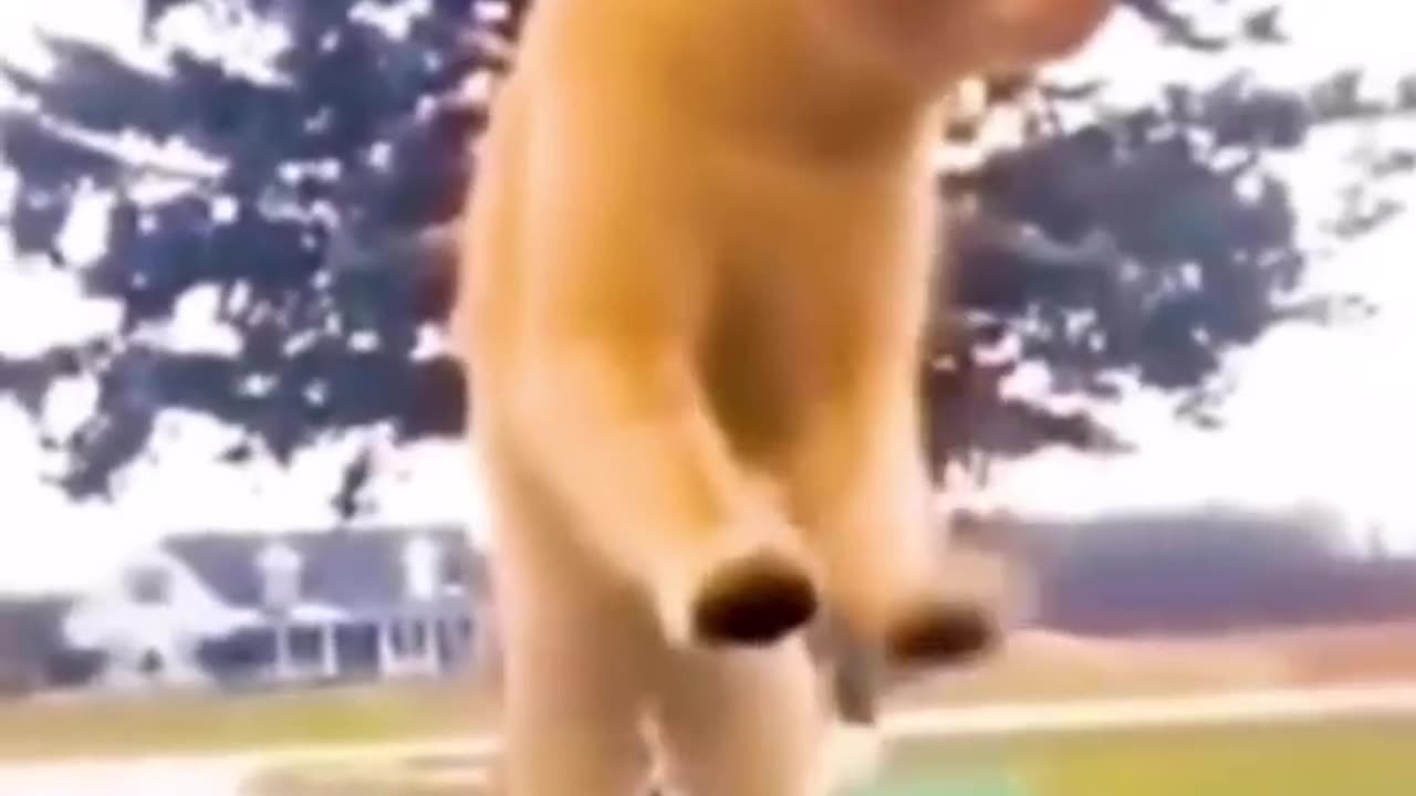 funny animal video