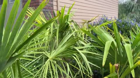 Trachycarpus fortunei gender reveal