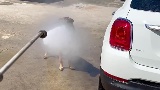 Pup Enjoys the Power Washer