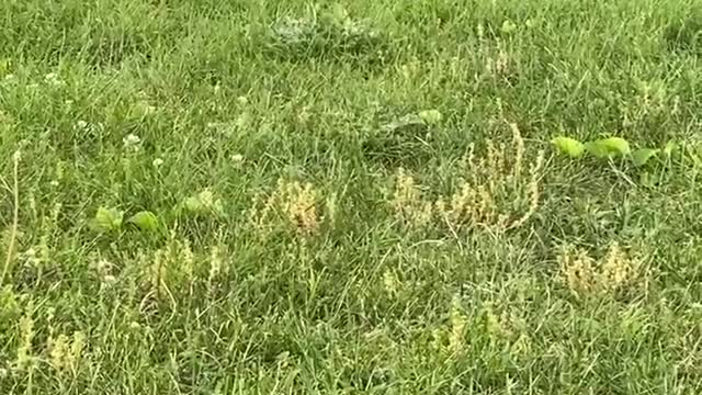 BERKELEY : ENJOYING THE BACKYARD