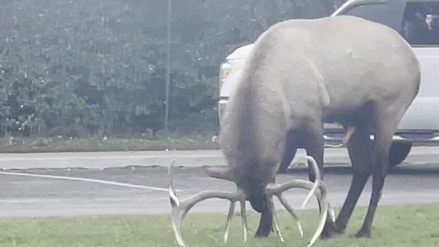 Onlookers Hold up Traffic to Watch Deer’s Display