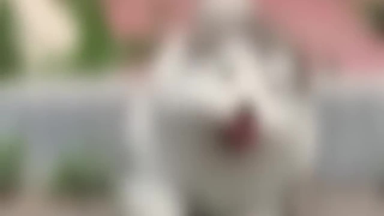 Funny videos